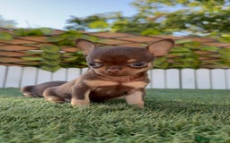 Chihuahua perros en venta: CHIHUAHUA MACHO - Imagen 1
