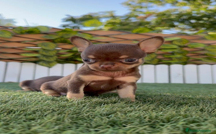 Chihuahua perros - Anuncio 1