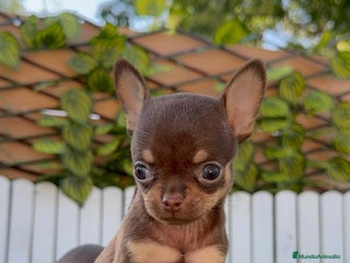 Chihuahua perros - Anuncio 11