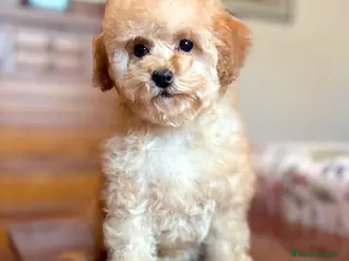 Caniche Toy perros Caniche toy Apricot hembra disponible - Anuncio 2