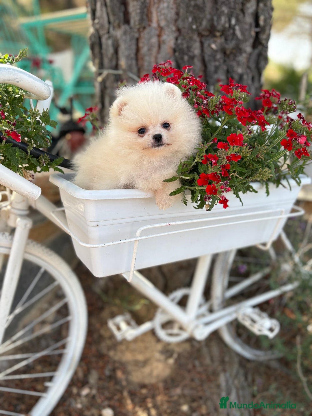 Pomerania perros en venta: Pomerania Hembra busca famila !!!!  - Imagen 6