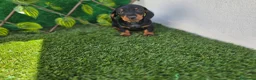 Teckel perros en venta: TECKEL MINIATURA - Anuncio 1