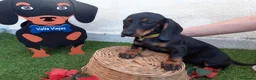 Teckel perros en venta: PRECIOSOS TECKEL NEGRO FUEGO  - Anuncio 3