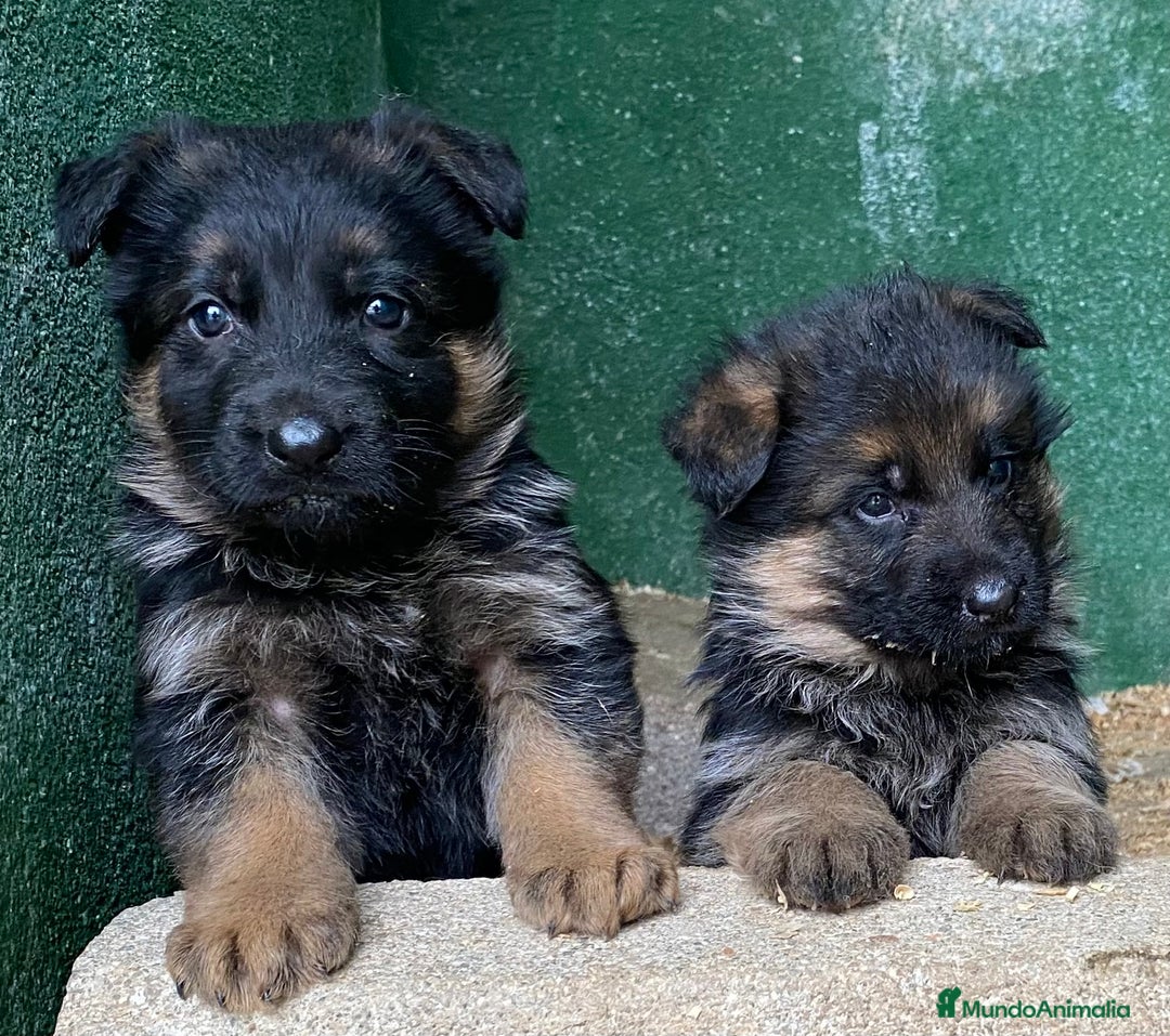 Pastor Alemán perros en venta: Cachorros de pastor alemán  en Salamanca - Imagen 6