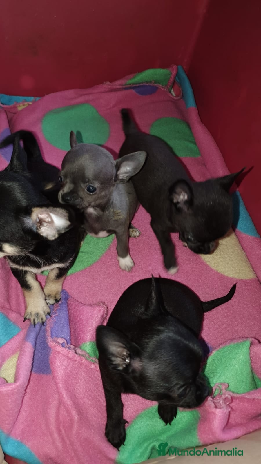 Chihuahua perros Chihuahuas de bolsillo !  en Ciudad Real - Anuncio 32