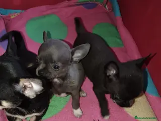 Chihuahua perros Chihuahuas de bolsillo ! en Ciudad Real - Anuncio 36