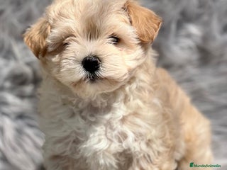 Maltipoo perros en Barcelona - Anuncio 15