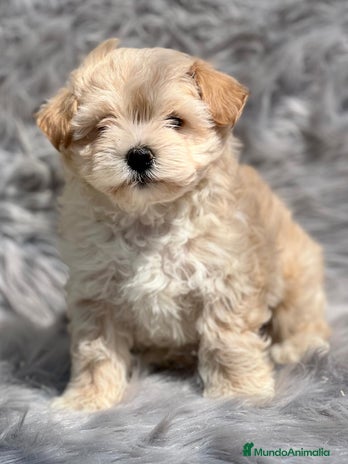 Maltipoo perros en Barcelona - Anuncio 18