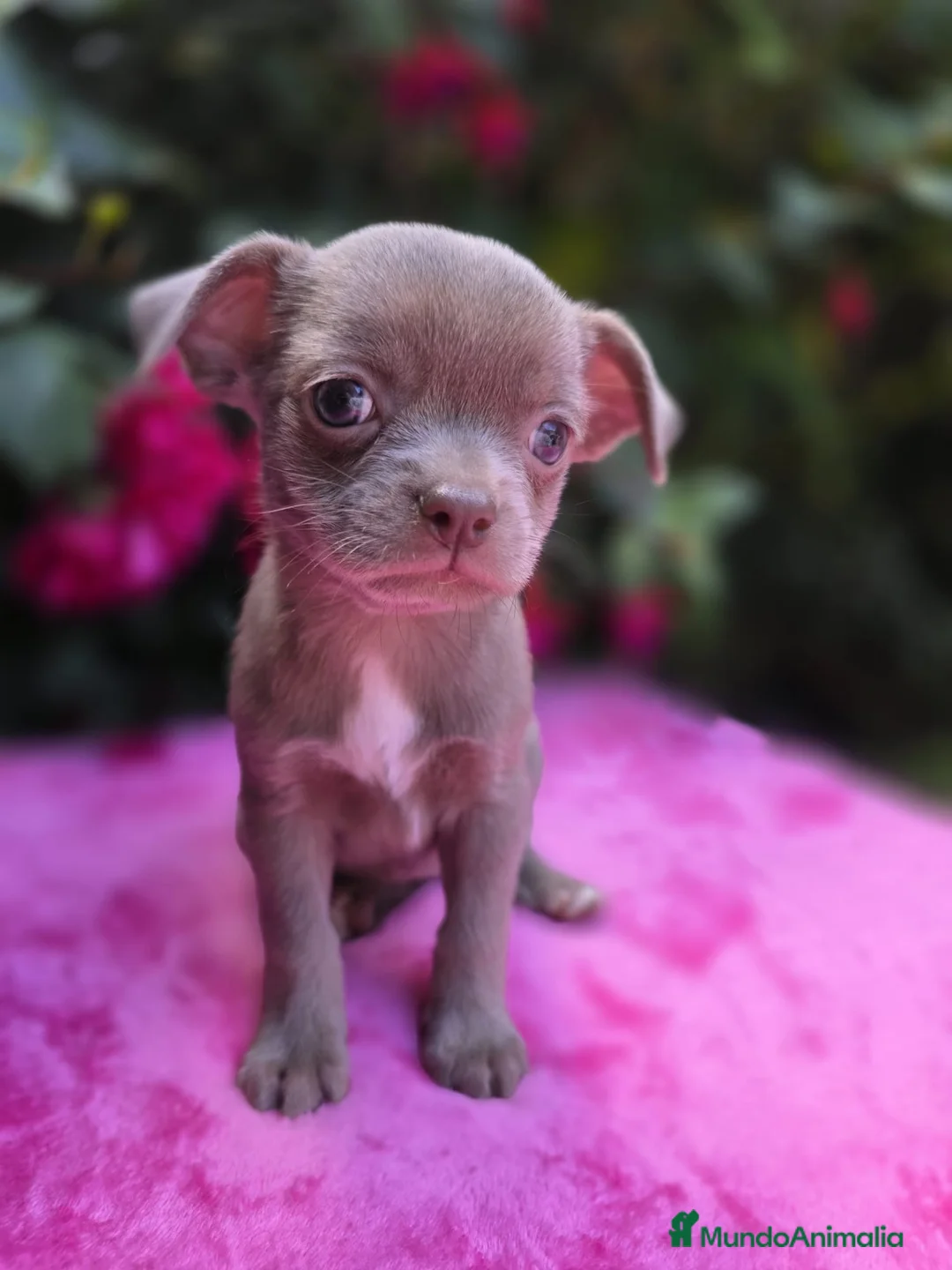 Chihuahua perros en venta: Magníficos chihuahuas toy - Anuncio 5