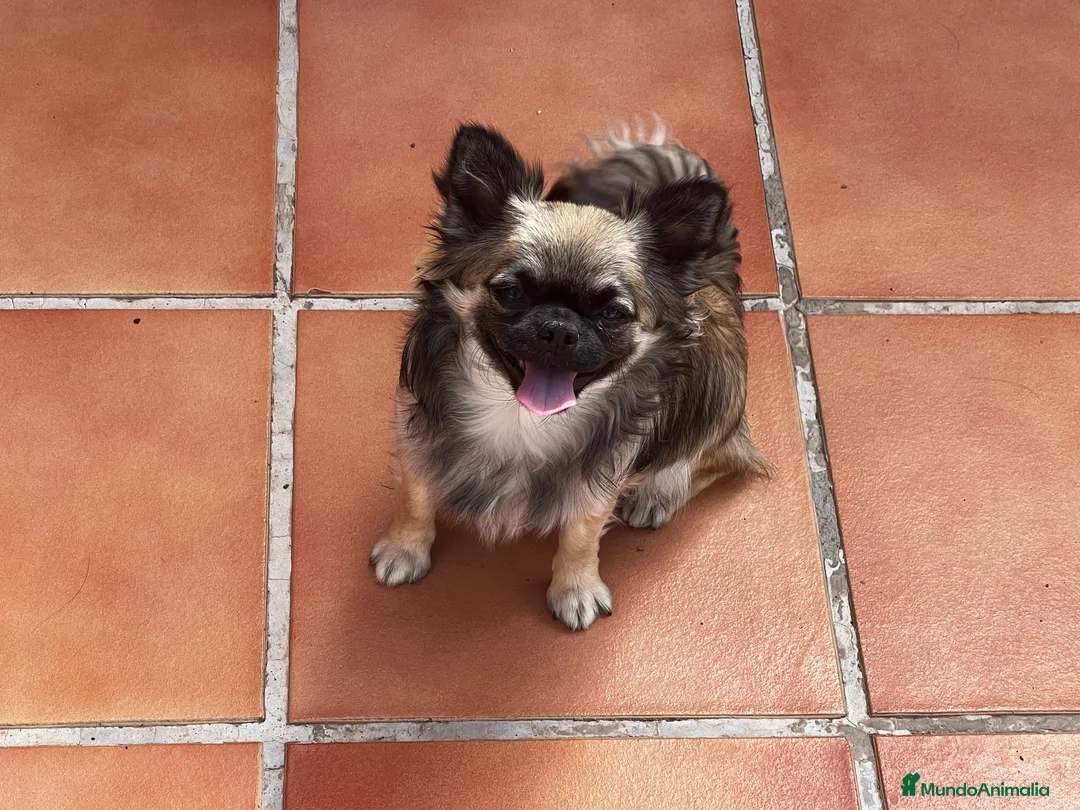 Imagen de galería {{count}}