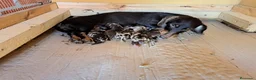 Teckel Miniatura perros en venta: Teckel miniatura - Anuncio 2