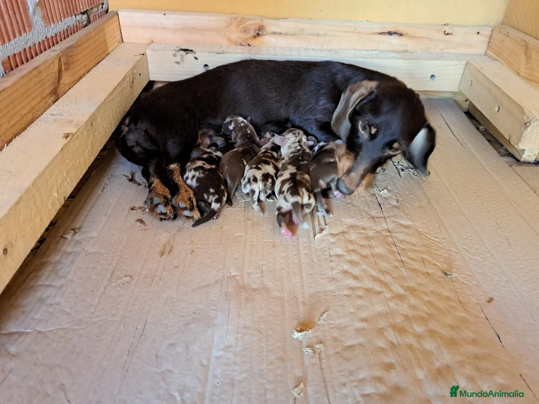 Teckel Miniatura perros en venta: Teckel miniatura - Anuncio 2