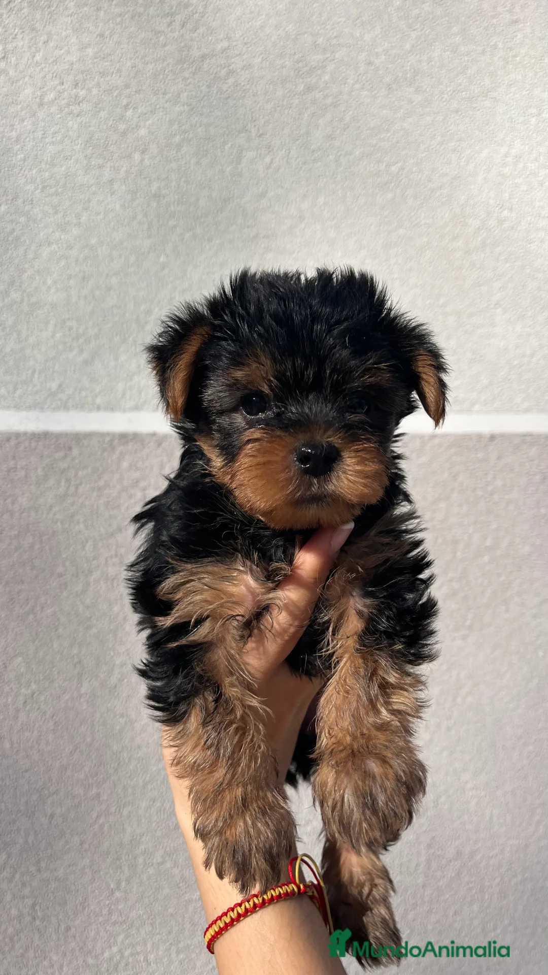 Yorkshire Terrier perros en venta: Excelente camada de yorkshair terrier  - Anuncio 7