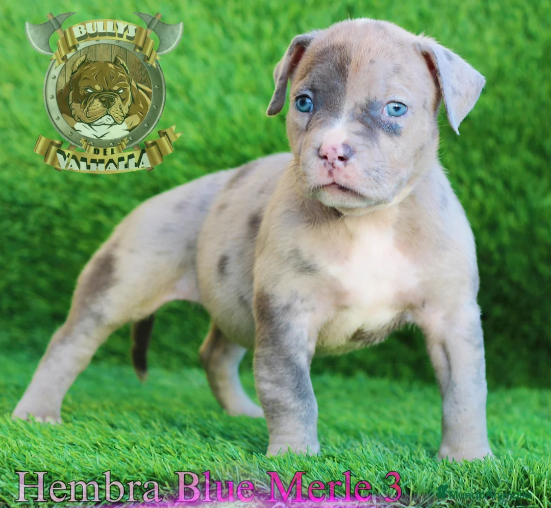 American Bully perros en venta: AMERICAN BULLY XL / XXL 622 41 47 93 en Sevilla - Anuncio 2
