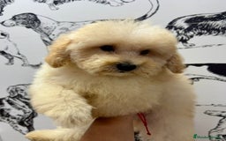 Caniche Enano perros en venta: Caniche toy - Imagen 3