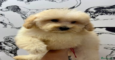 Caniche Enano perros - Anuncio 1