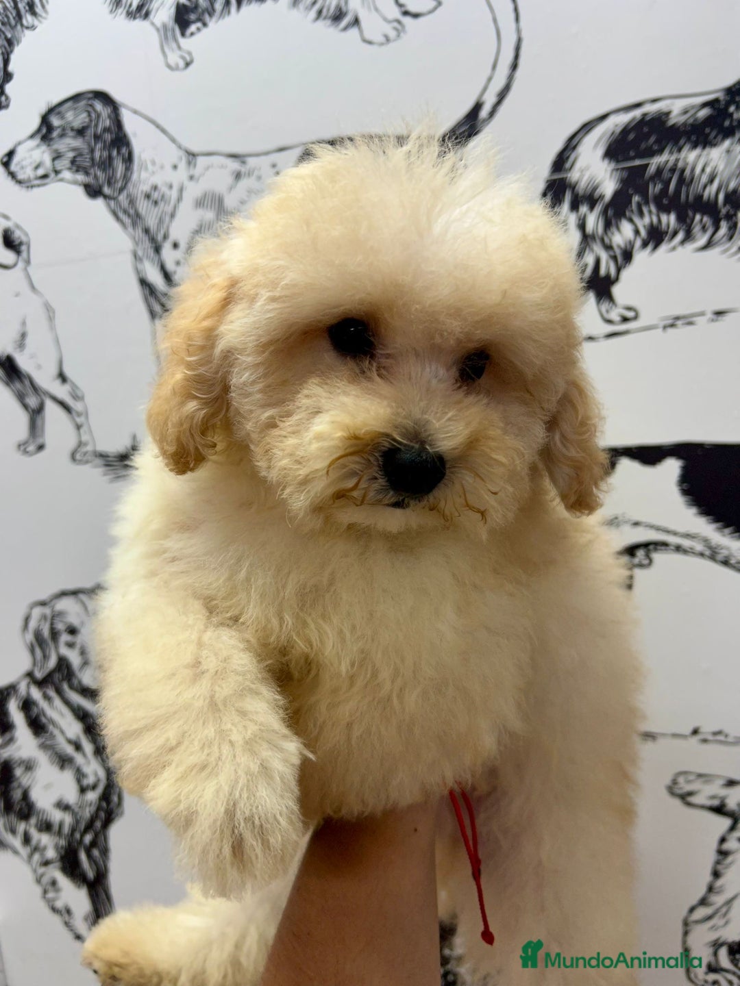 Caniche Enano perros en venta: Caniche toy - Imagen 3