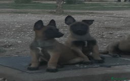 Pastor Belga Malinois perros en venta: CAMADA 2 MESES MALINOISE - Imagen 3