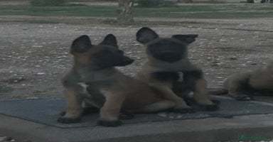 Pastor Belga Malinois perros - Anuncio 1