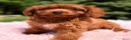 Cavapoo perros en venta: Cavapoo roja  - Anuncio 6