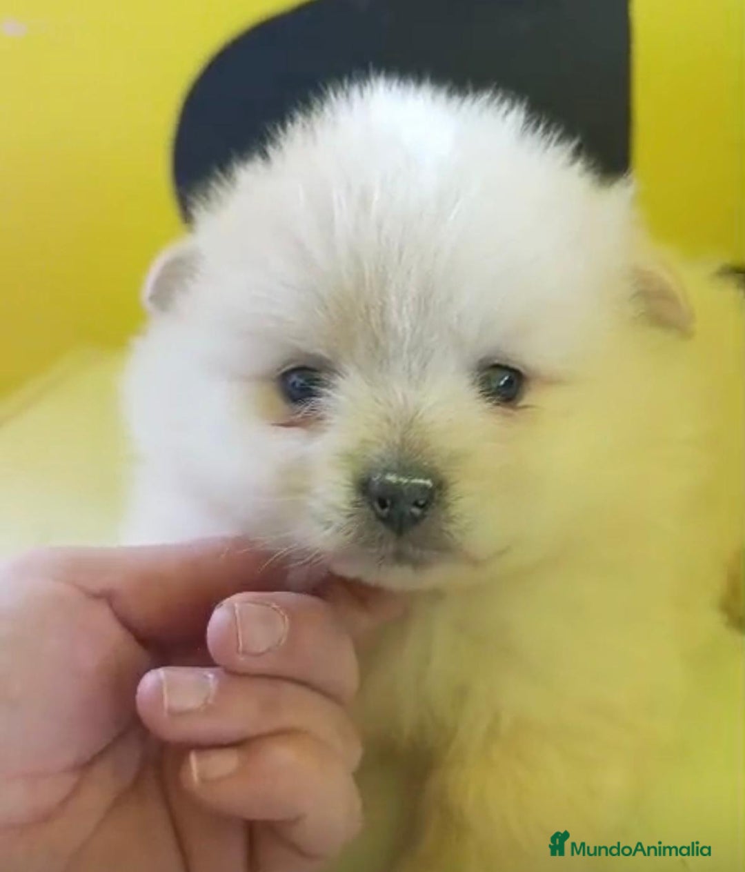 Pomerania perros en venta: Lulu pomerania toy - Anuncio 10