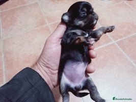 Chihuahua perros Camada de Paris Chihuahua - Anuncio 15