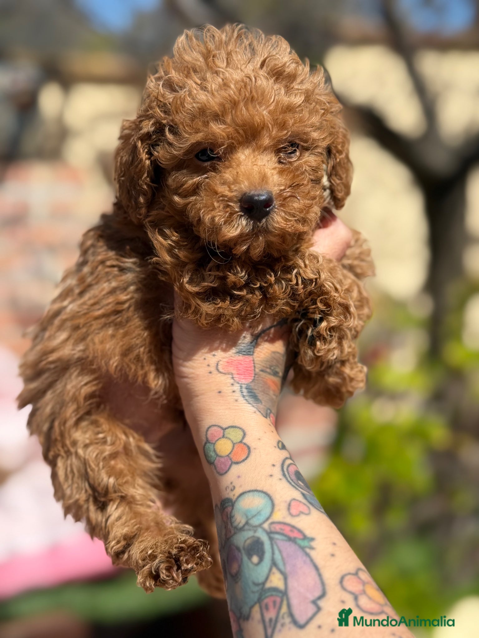 Caniche Enano perros Caniches enanos apricot  - Anuncio 1