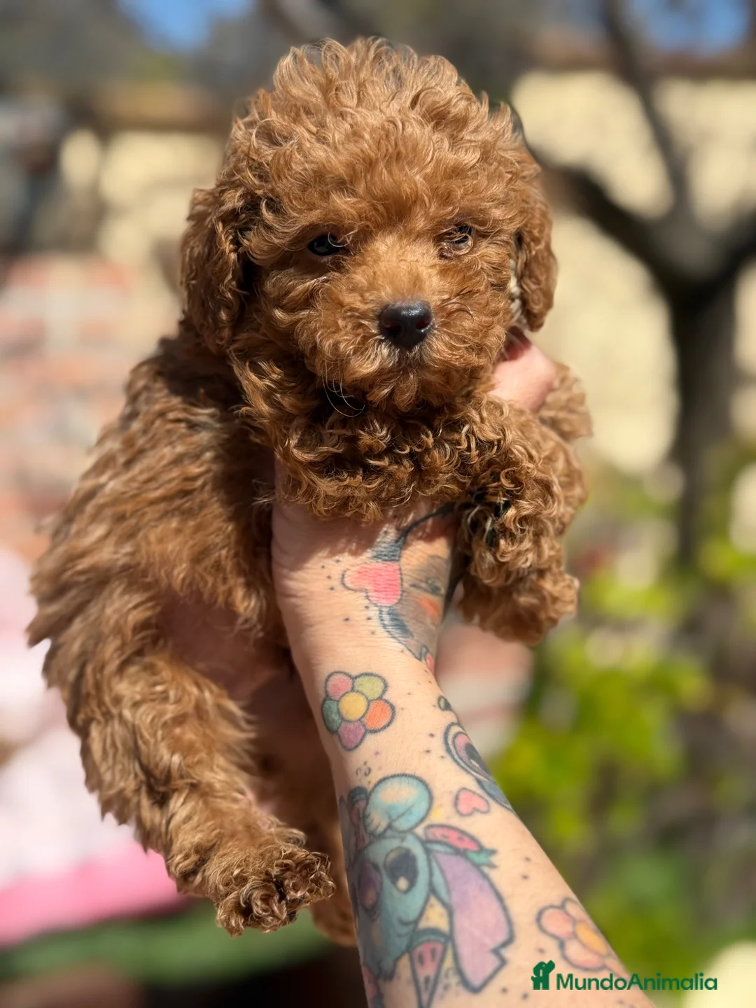 Caniche Enano perros en venta: Caniches enanos apricot  - Anuncio 1