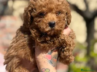 Caniche Enano perros Caniches enanos apricot - Anuncio 1