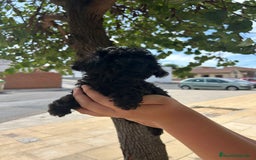 Caniche Toy perros en venta: Caniche toy - Imagen 1