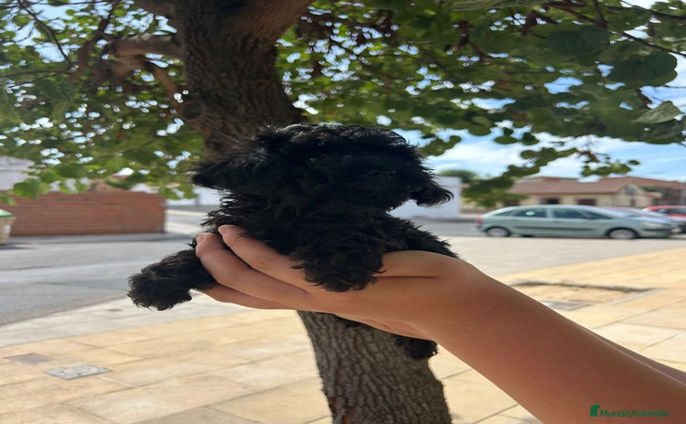Caniche Toy perros - Anuncio 6