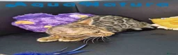 Bengalí gatos en venta: Bengali Hembra 1730 AQUANATURA - Anuncio 5