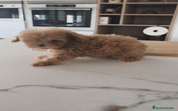 Caniche Toy perros en venta: Caniche Toy excelente  - Imagen 8