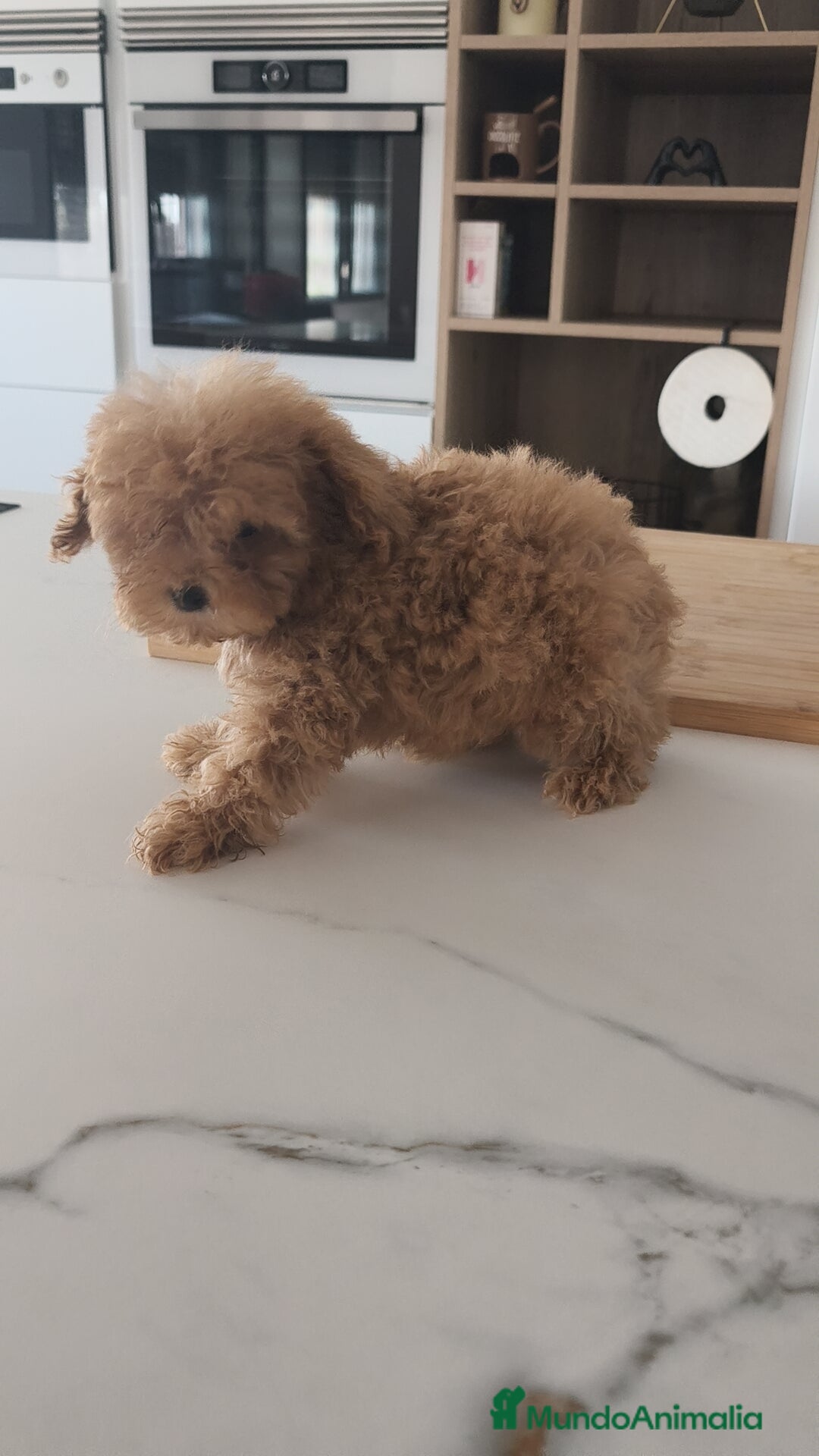 Caniche Toy perros en venta: Caniche Toy excelente  - Imagen 8