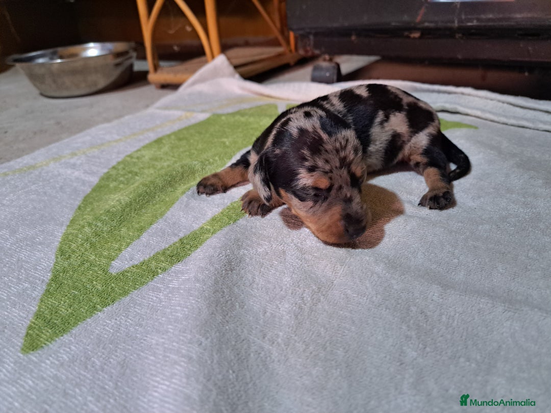 Teckel Miniatura perros en venta: Teckel miniatura  - Anuncio 4