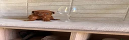 Caniche Toy perros en venta: caniche toy  - Anuncio 2