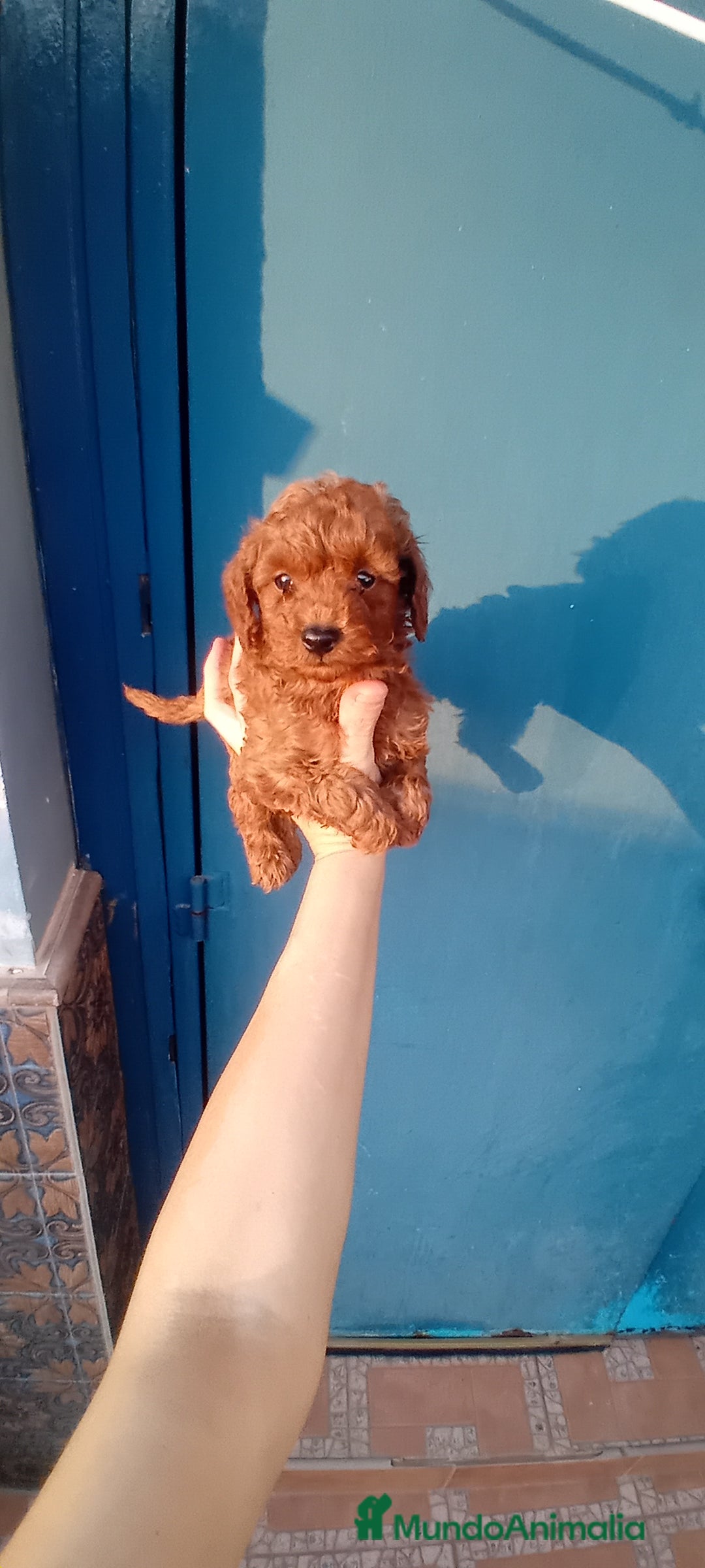 Caniche Toy perros en venta: ‼️‼️CANICHE HEMBRA TOY ROJA - Imagen 1