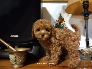 Caniche Toy perros Caniche toy rojo cachorro poodle. en Sevilla - Anuncio 34
