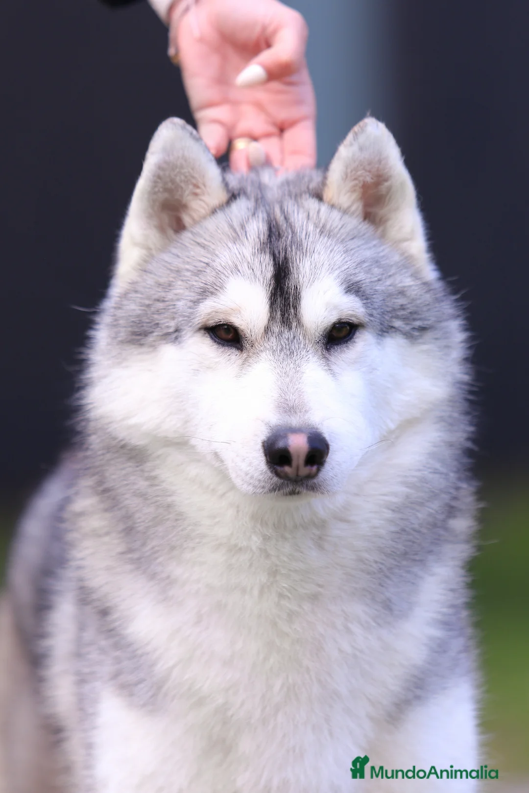 Husky Siberiano perros en venta: Cachorros husky - Anuncio 1