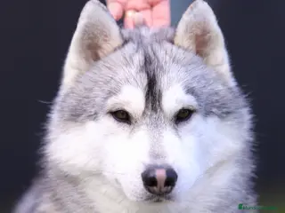 Husky Siberiano perros Cachorros husky - Anuncio 2