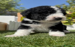 Perro de Agua Español perros en venta: PERRO DE AGUA RABON - Imagen 7