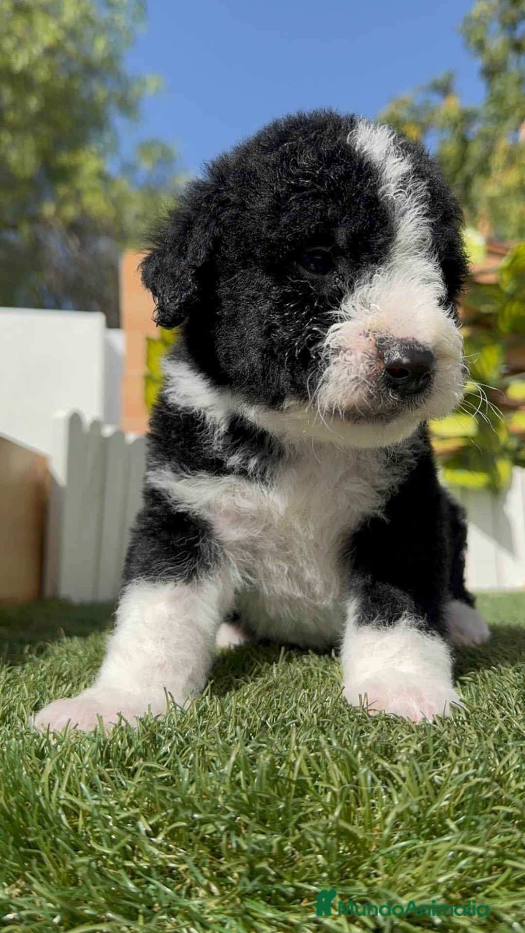 Perro de Agua Español perros en venta: PERRO DE AGUA RABON - Imagen 7