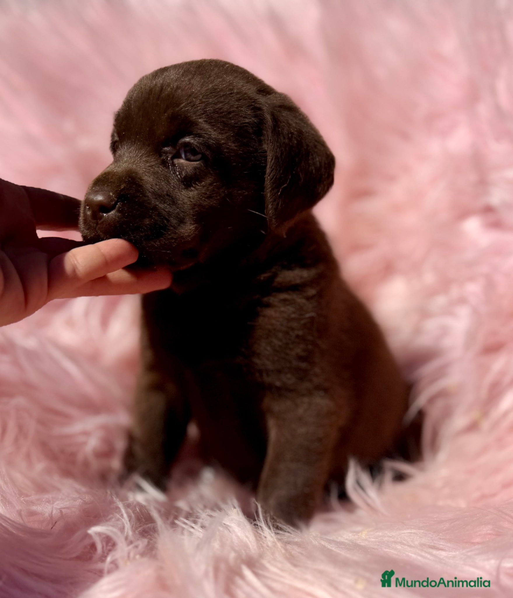 Labrador Retriever perros LABRADOR CHOCOLATE DISPONIBLES - Anuncio 6