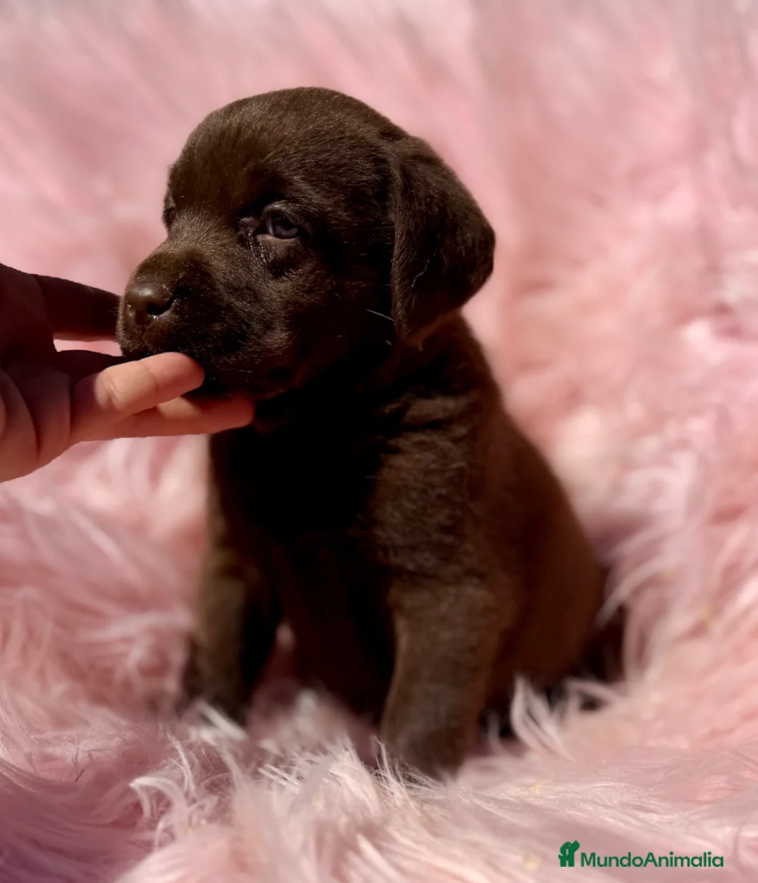 Labrador Retriever perros en venta: LABRADOR CHOCOLATE DISPONIBLES - Anuncio 1