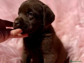 Labrador Retriever perros LABRADOR CHOCOLATE DISPONIBLES - Anuncio 6
