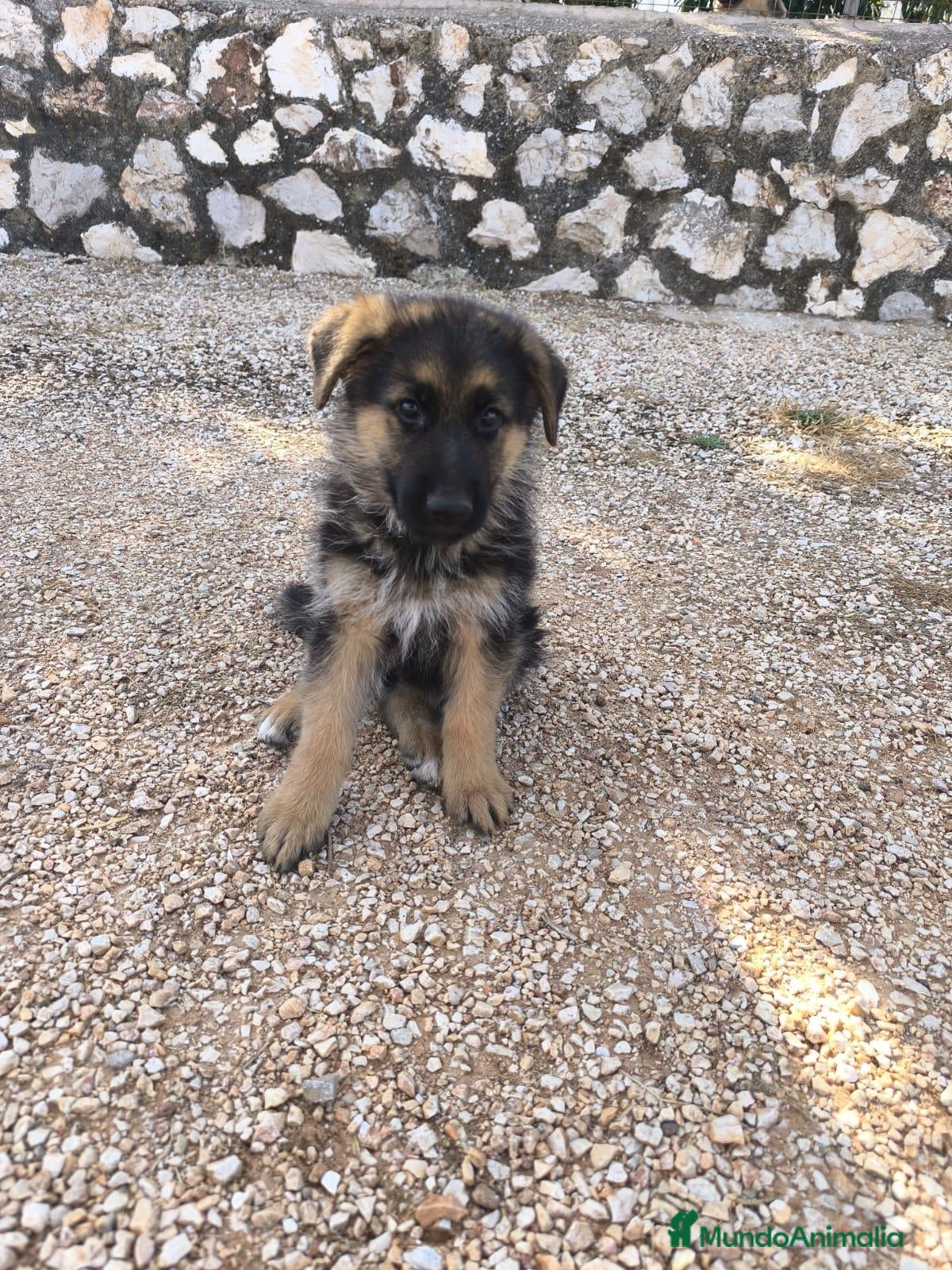 Pastor Alemán perros Pastores alemanes de calidad  - Anuncio 4