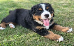 Boyero de Berna perros en venta: Boyero de Berna hembra  - Imagen 2
