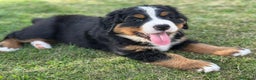 Boyero de Berna perros en venta: Boyero de Berna hembra  - Anuncio 2