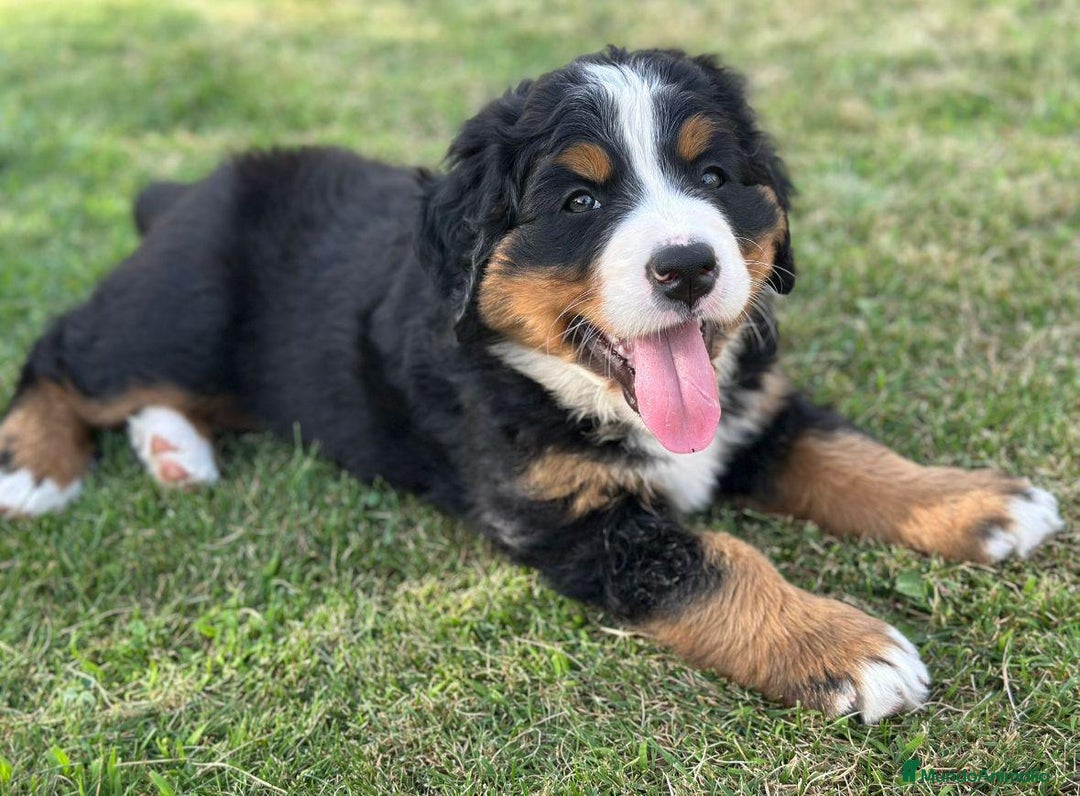 Boyero de Berna perros en venta: Boyero de Berna hembra  - Imagen 2
