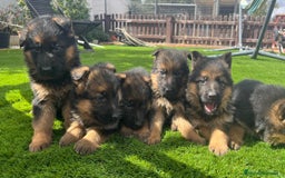 Pastor Alemán perros en venta: Cachorros de primera con toda la documentación  - Imagen 6
